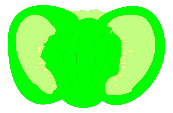 The image shows a green apple with multiple slices missing from it against an orange background.