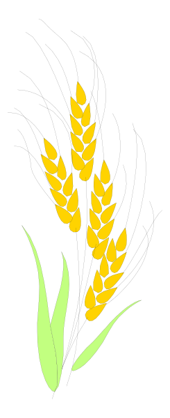 The image shows a graphic of wheat with ears on either side against a black background.