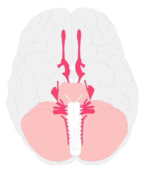 The image shows a black and white illustration of an MRI scan with various brain structures labeled such as hippocampus, amygdala, thalamus, cerebellum, pons, medulla oblongata, midbrain, frontal lobe, parietal lobe, occipital lobe and temporal lobes.