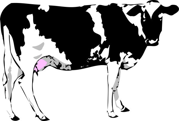 The black and white photo shows a cow with its tongue sticking out inside what appears to be an enclosure at nighttime.
