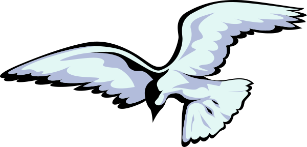 The image shows a white bird with wings spread against a dark background.