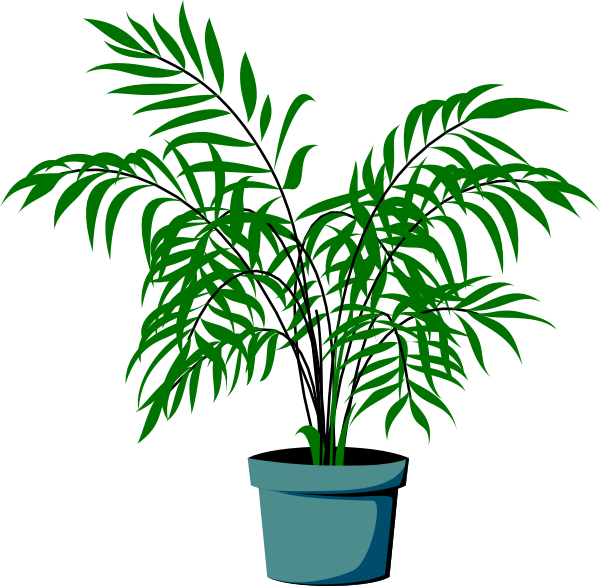 The image shows a potted plant with long green leaves against a black background.