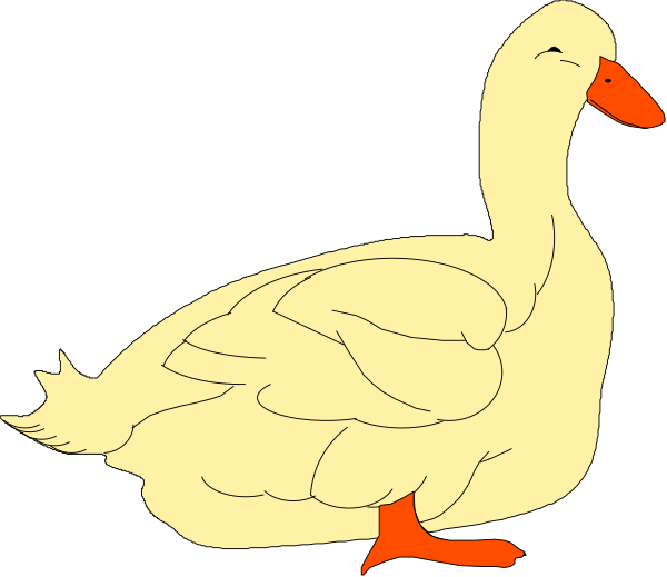 The image shows a single white duck with an orange beak standing on what appears to be water against a black background.