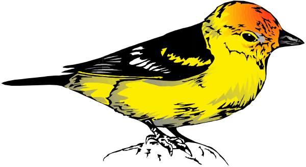 The image shows a cartoon of an orange bird with red feathers on its head perched atop what appears to be a black surface against a white background.