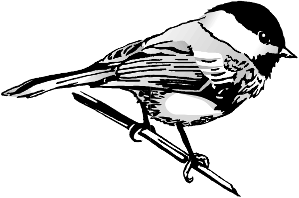 The black and white silhouette of a bird with its wings spread out against an indistinct background.