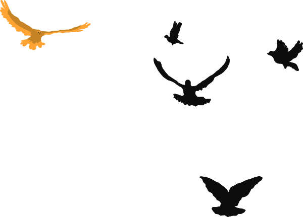 The image shows a black background with silhouettes of birds flying across it at nighttime.