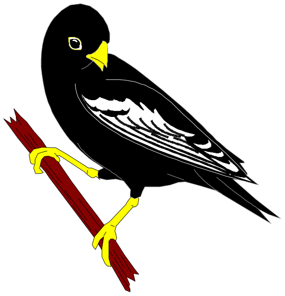 The image shows a black bird with yellow feet perched on two crossed sticks against a dark background.