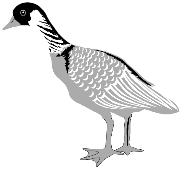 The black and white illustration shows a bird with feathers that resemble scales on its body standing next to an arrow pointing upwards in front of it.
