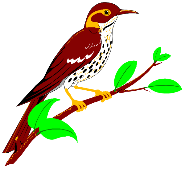 The illustration shows a colorful bird perched on a branch with green leaves against a black background.