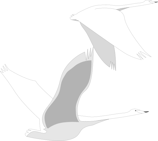 The black and white illustration shows three birds flying close together against a dark background with their wings spread wide open.