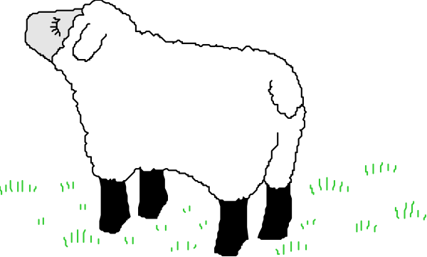 The image shows a black sheep standing on grass with green plants around it at nighttime under a dark sky.