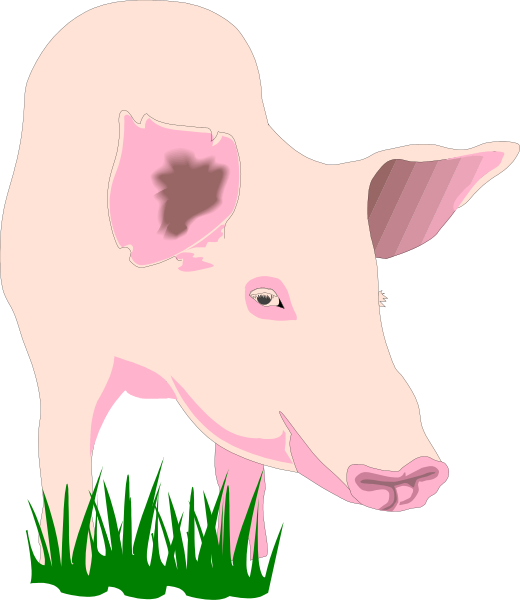 The image shows a pink pig standing on green grass with its head turned to look at something offscreen.