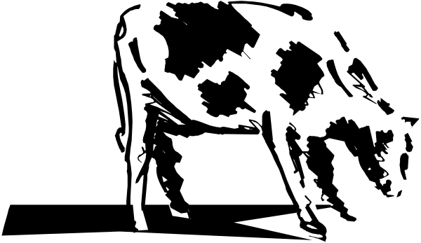 The black and white photo shows a cow with two heads sitting on top of each other's backs facing opposite directions.