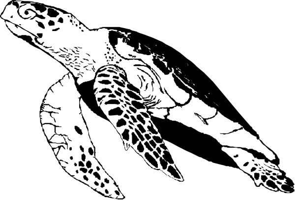 The black and white illustration shows a turtle with its head out of an open shell on land next to what appears to be another sea creature that resembles a fish lying in wait underwater.