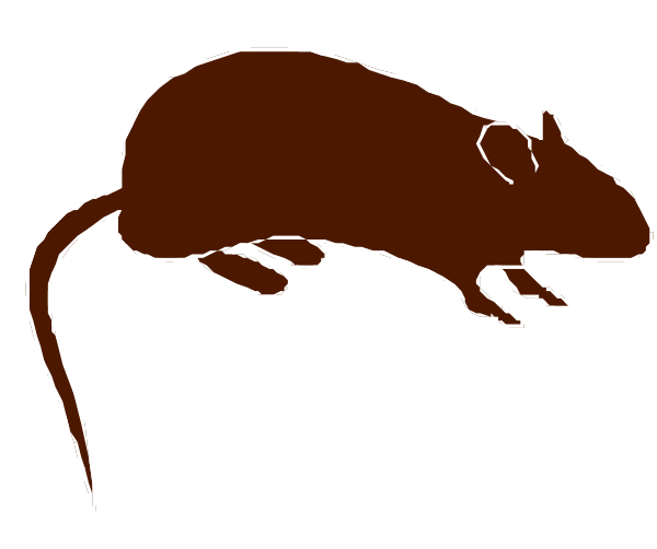 The black and white illustration shows a rat on top of another animal that appears to be an elephant with tusks; both creatures have large ears typical for rodents and mammals respectively.