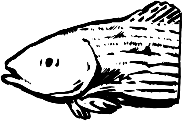 The black and white illustration shows a fish with large eyes looking to its left against an indistinct background that does not provide any additional context about location or time of day.