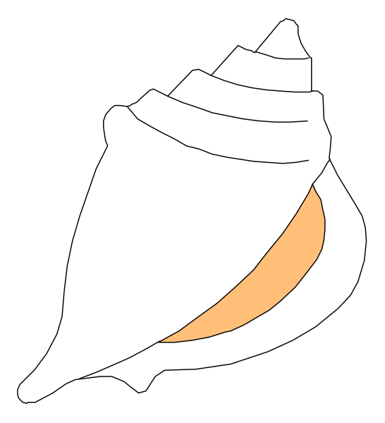 The image shows a single seashell with an orange stripe on its interior against a black background.