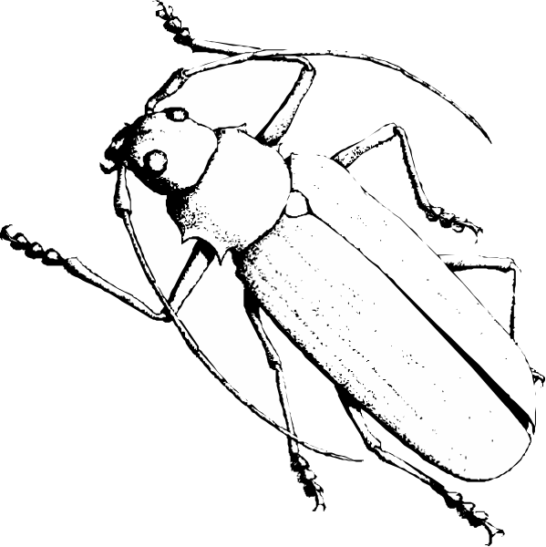 The black and white illustration shows a beetle with its wings spread out on top of another insect that appears to have antennae extending from either side of it's head.