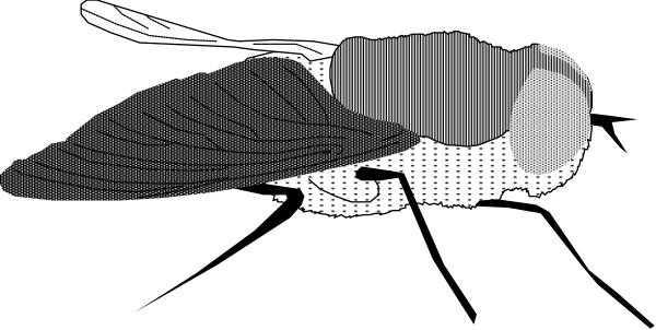 The image shows a black and white illustration of an eagle with its wings spread out flying over water next to another bird that appears to be resting on land near some trees in what looks like a forested area, possibly during sunset given by the warm hues at the bottom right corner where light is reflecting off something.