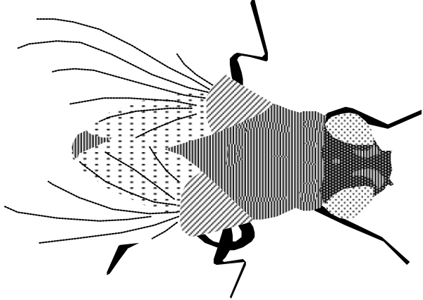 The black and white illustration shows a fish with large eyes swimming upwards towards an unseen surface above it.