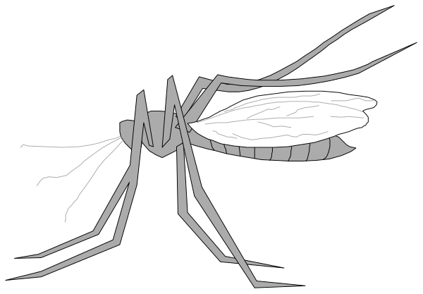 The black and white illustration shows a mosquito with its wings spread out on what appears to be an insect netting background.