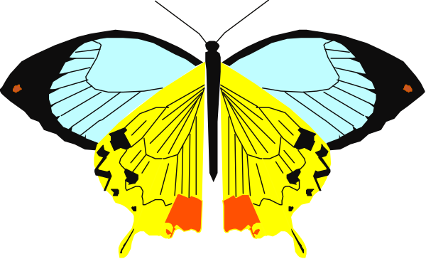 The image shows a butterfly with two wings open against a black background; it has yellow body parts outlined by white lines on its left side.