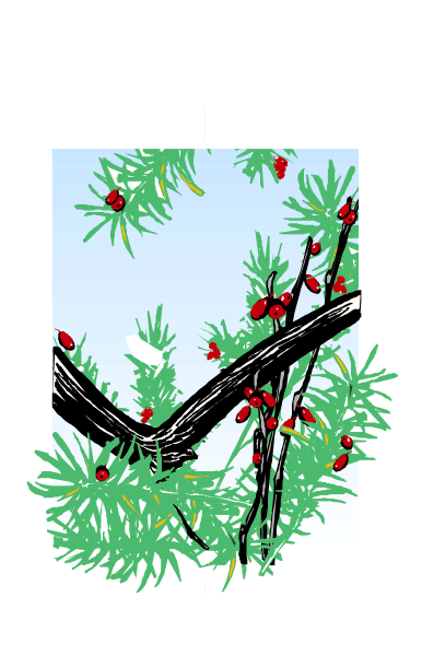 The image shows a colorful illustration of pine branches with red berries against a blue sky background on an item that appears to be a card or sign.