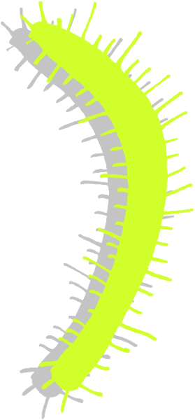 The image shows a single yellow caterpillar with spikes on its back against a white background.