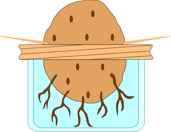The image shows a cartoon of an eggplant with roots that resemble legs sticking out from it inside what appears to be water in a container.