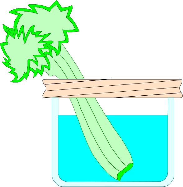 The image shows a cartoon of two celery stalks with green leaves on top placed inside what appears to be an empty jar filled with water at different stages: one is fully submerged in blue liquid, and another has just been added from above without being completely covered by it yet.