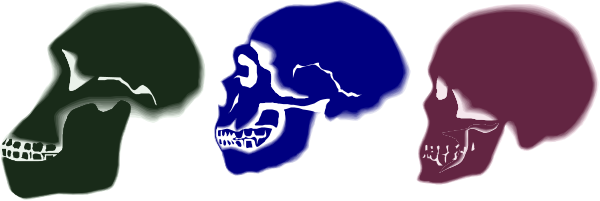 The image shows a sequence of three skulls with different facial features lined up horizontally against a plain background.