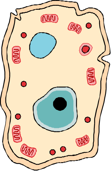 The image shows a simplistic representation of an organelle within a cell with various structures labeled as mitochondria (red), lysosomes (blue) and possibly other parts in shades of green, yellow, orange, pink, purple, black, white, red, blue, brown.