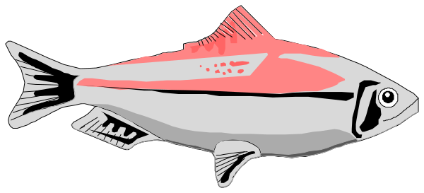 The image shows a cartoon of two fish: an orange salmon with pink spots on its body swimming to the right in front of another smaller red-orange colored fish that appears to be looking at it, set against a dark background.