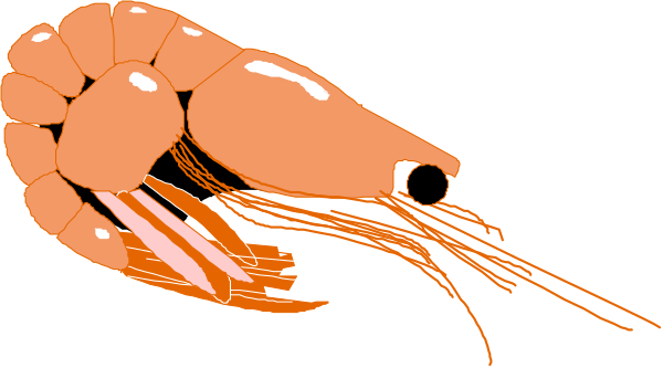 The image shows a cartoon depiction of two shrimp with orange bodies swimming towards each other against an unseen background; one is larger than the other due to perspective distortion.