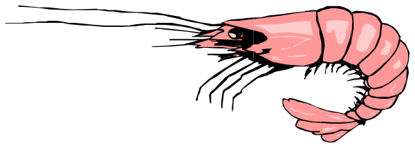The image shows a pink shrimp with its tail curled upwards on what appears to be an abstract background that resembles water.