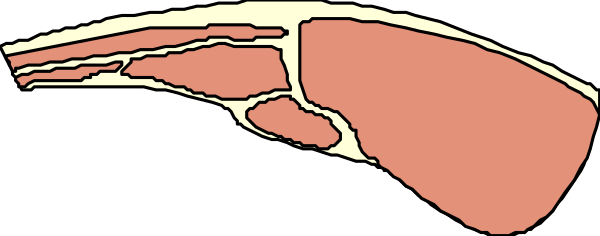 The image shows a closeup of an animal's head with its mouth open to reveal teeth inside; it appears to be in motion as if chewing something.