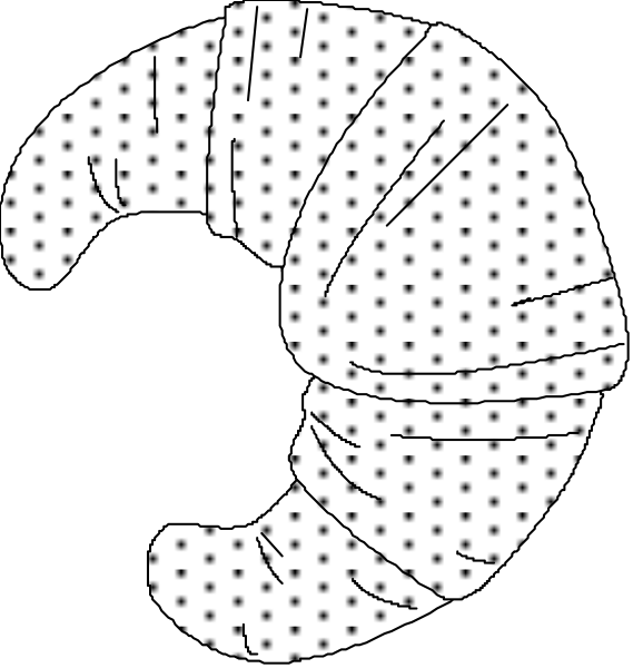 The image shows two different views of a snail shell with dots representing its segments on either side against black backgrounds.