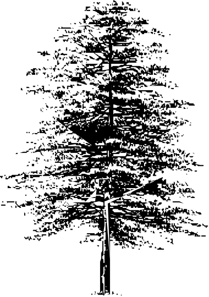 The black and white photo shows a tall Christmas tree with snow on its branches against an indistinct background at nighttime.