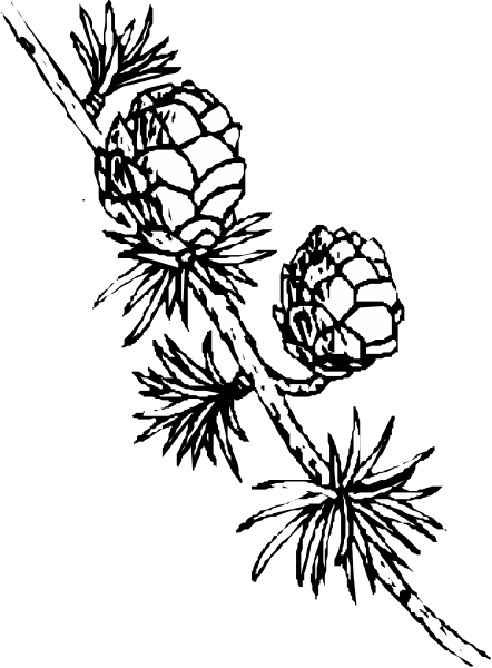 The black and white silhouette of a pine cone with needles on it against an indistinct background.