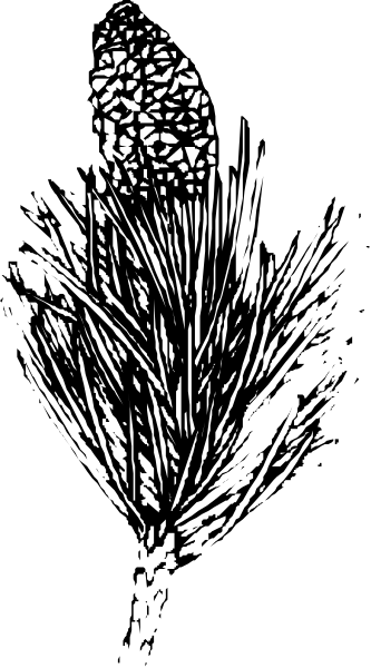 The image shows a black and white photo of an ear of corn with some detailing on it against a dark background.