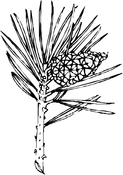 The black and white silhouette of a plant with multiple branches against a dark background.