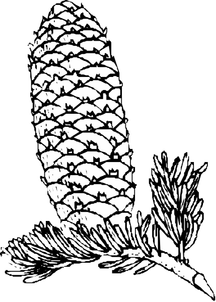 The black and white illustration shows a pine cone with needles on top of it against an unseen background.
