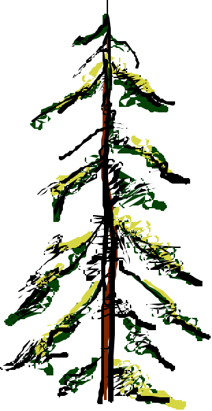 The image shows a tall pine tree with green needles against a dark background on top of what appears to be an outdoor scene at nighttime featuring snow-covered ground under clear skies.