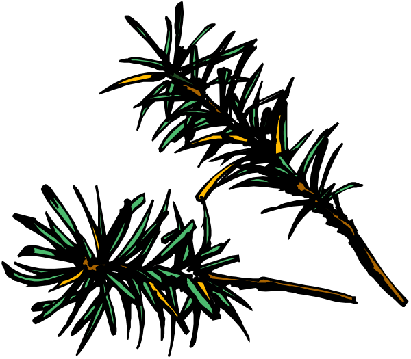 The black and white illustration shows a pine tree with branches extending outward on either side of its trunk against an indistinct background that appears to be darker than the rest of the image.