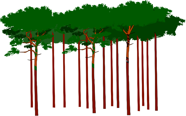 The image shows a digital rendering of an evergreen forest with tall trees against a dark sky background.