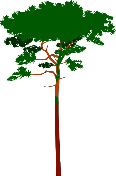 The image shows a tall tree with red leaves against a dark background.
