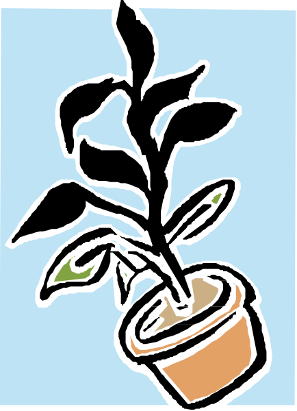 The picture shows a potted plant with green leaves on top of an orange pot against a blue background.