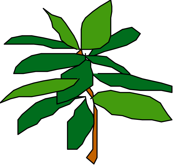 The image shows a simple line drawing of an evergreen tree with green leaves against a black background.