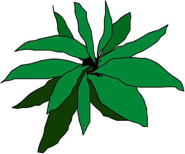 The image shows a green plant with multiple leaves against a black background.