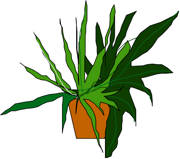 The image shows a potted plant with green leaves on top of it against a black background.